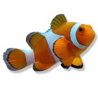 Zeeaquarium vissen